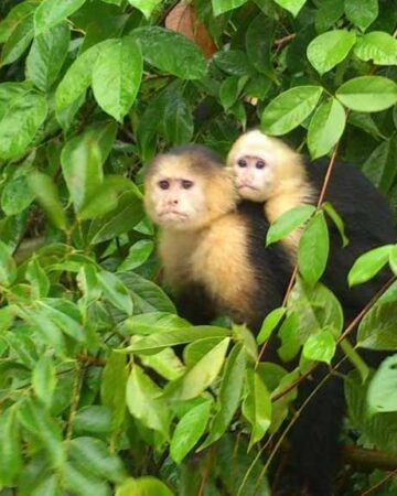 Monkey Island Gatun Lake